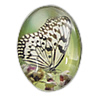 Decal Glass Cabochon, Oval, printing, with butterfly pattern 