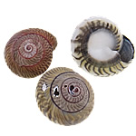 Trompete-Muschelperlen, Trompete Muschel, Schnecke, natürlich, kein Loch, 12-15mm, verkauft von kg