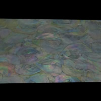 Abalone Shell Sheet, Rectangle 