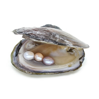 Süßwasser kultiviert Liebe Wunsch Pearl Oyster, Perlen, Perlmutt, keine, 8-9mm, verkauft von PC