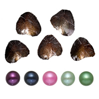 Freshwater Cultured Love Wish Pearl Oyster, Potato, mother of Pearl, mixed colors, 7-8mm [