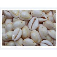 Trumpet Shell Beads, double-hole, white, 15-35mm,20-35mm 