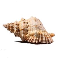 Muschel-Dekoration, Muschel, Strandschnecke, Korrosionsbeständig & verschiedene Größen vorhanden, verkauft von PC