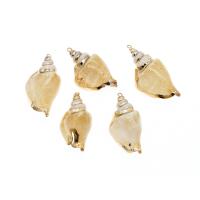 Trompette Shell pendentif en laiton, coquille de trompette, conque, naturel, DIY, beige, 52*26*16-42*21*14mm, Vendu par PC