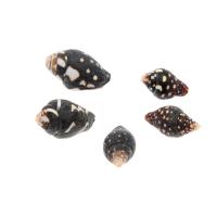 Trompette Shell pendentif en laiton, coquille, conque, Placage, DIY, noire, 16*9mm Vendu par sac