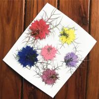 DIY Jewelry Finding Kit, Dried Flower, Flower 30mm 