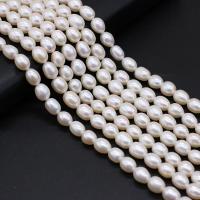 Rice Cultured Freshwater Pearl Beads, DIY, white, 7-8mm cm 