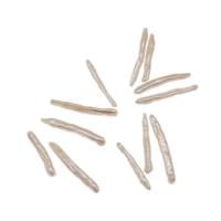 Natural Freshwater Pearl Loose Beads, Biwa, DIY  white 