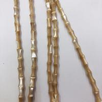 Trochus Shell Beads, DIY .96 Inch 