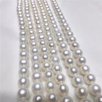 Round Cultured Freshwater Pearl Beads, DIY, white, 7-8mm Approx 40 cm 