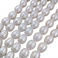 Shell Pearl, riz, DIY, blanc Environ 38 cm, Vendu par brin