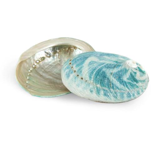 Shell Decoration, Abalone Shell, green, 6-8cm [