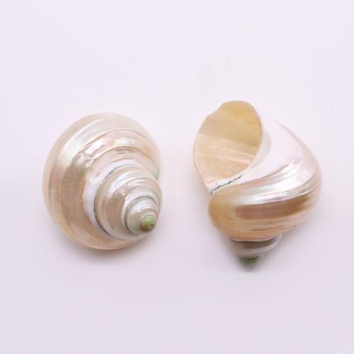 Perles en coquillage trompette, coquille de trompette, conque, DIY x24- Vendu par PC[