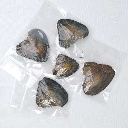 Almeja Deseo Pearl Oyster, Bricolaje, The pearl clam is about 4-8cm long, Vendido por UD[