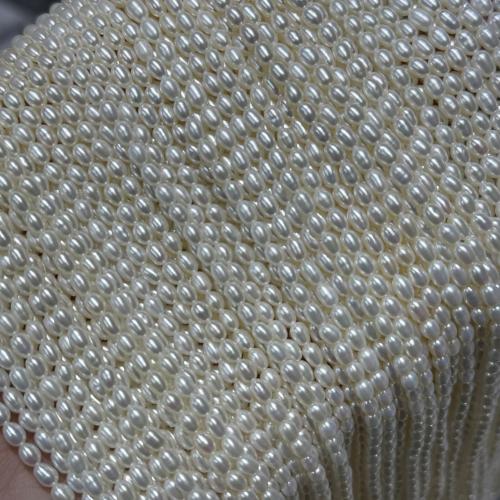Perles d'eau douce de culture de riz, perle d'eau douce cultivée, DIY, blanc, 3-3.5mm cm, Vendu par brin