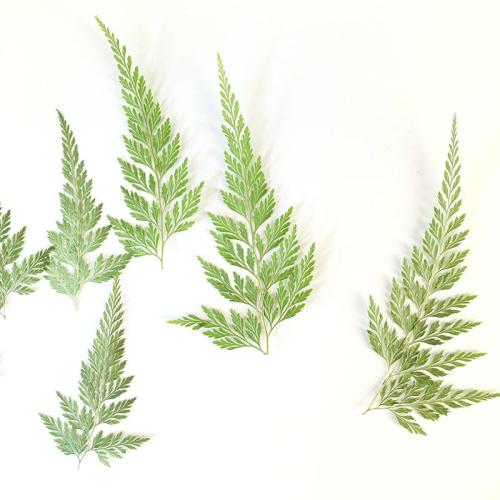 ドライフラワー デコレーション, DIY, size 50-80mm, 12パソコン/バッグ, 売り手 バッグ