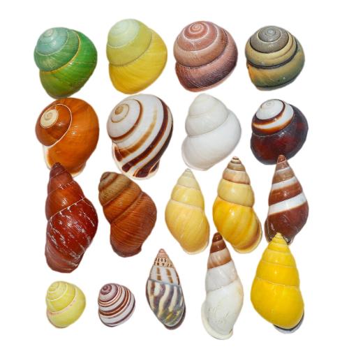 Shell Decoration 