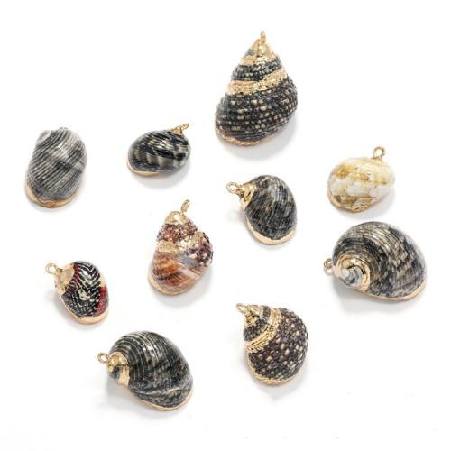 Natural Seashell Pendant, Trochus Shell, with Brass, Conch, gold color plated, random style & DIY, black, pendant size 12mmx24mm-16mmx31mm 