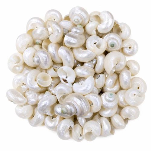 Seashell Beads, Shell, irregular, DIY, beads size 30-60mm 