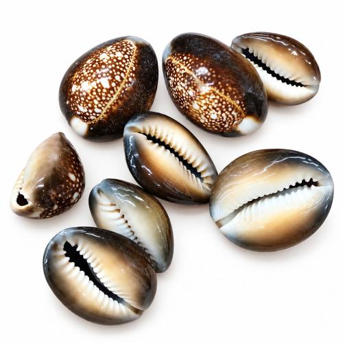 Natural Freshwater Shell Beads, DIY, size 25-35mm 