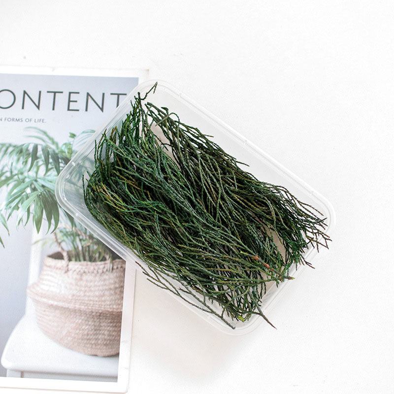 Pine and cypress branches and leaves green/boxed