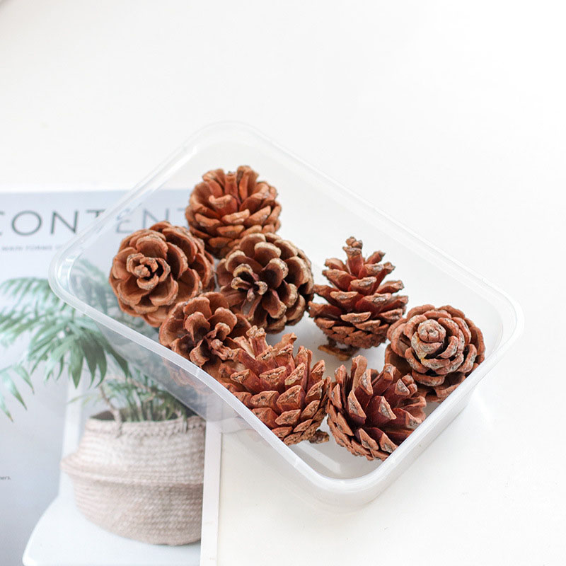 Camel oil pine cones/4-5cm