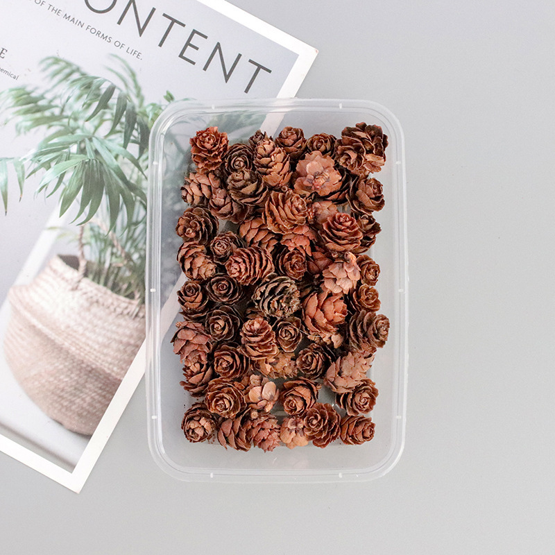 small pine cones