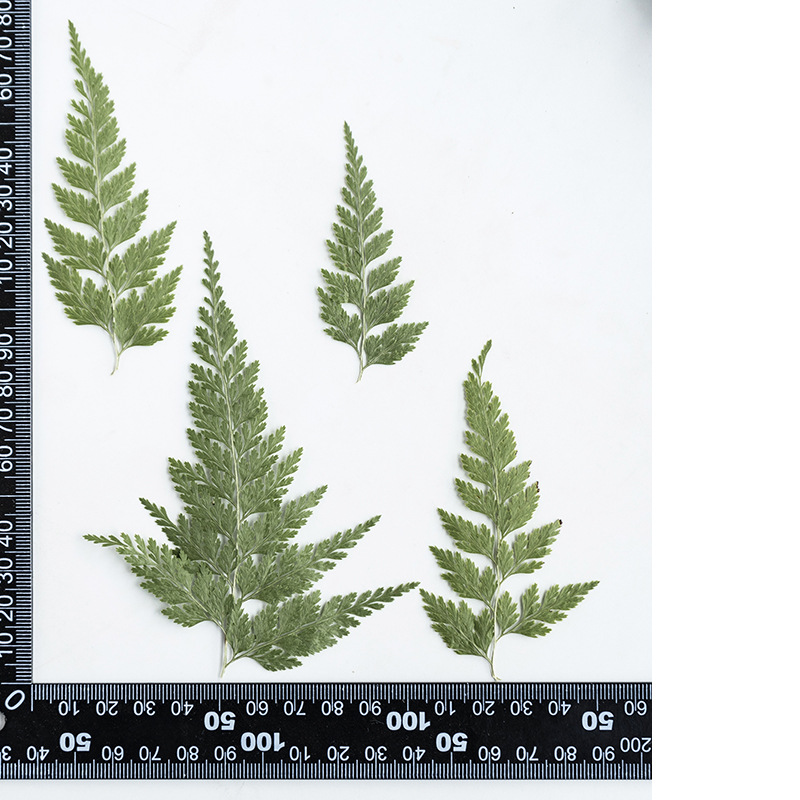 1:fern leaf color