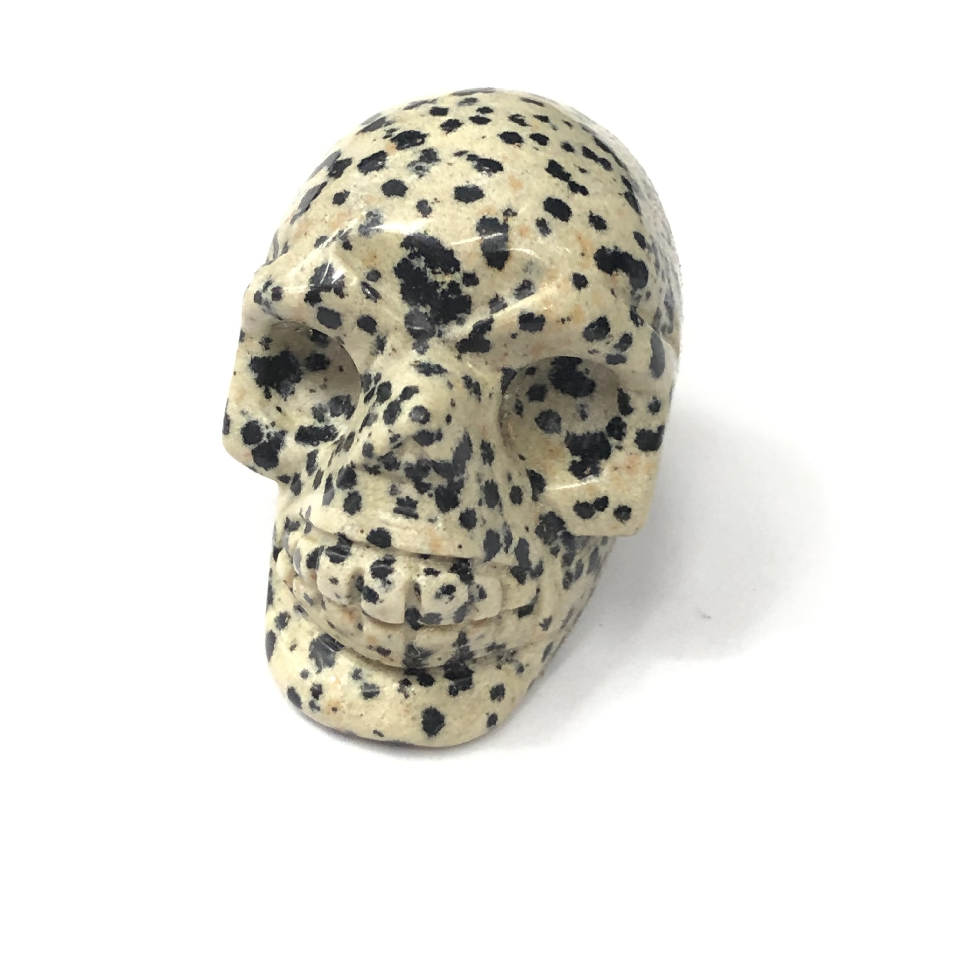 dalmatian  1 inch (3.33cm)