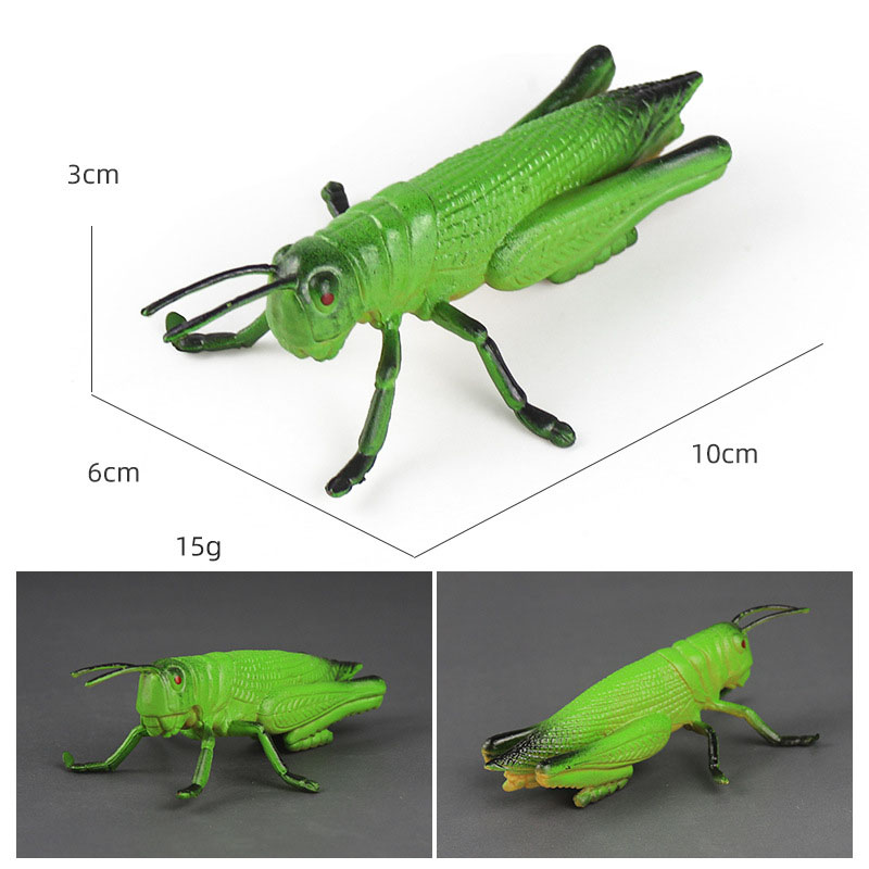 grasshopper