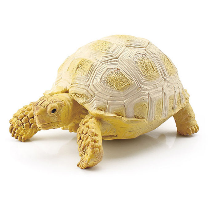 T15446 Leopard tortoises