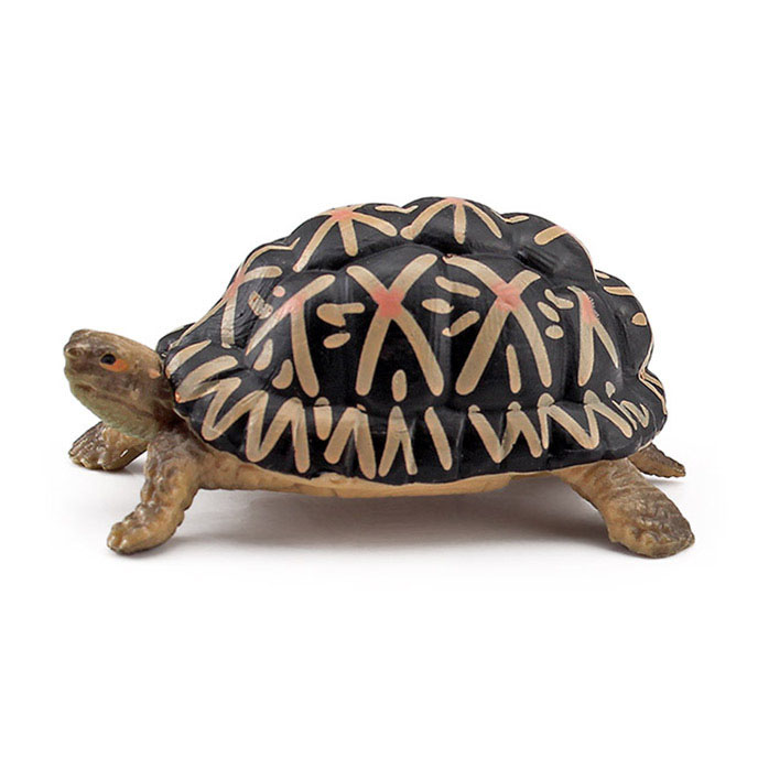 T15484 turtle