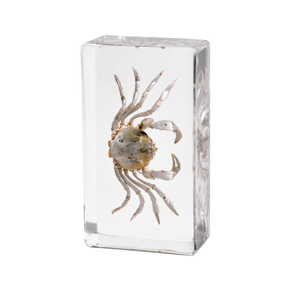 5:7.3CM Medium Monk Crab