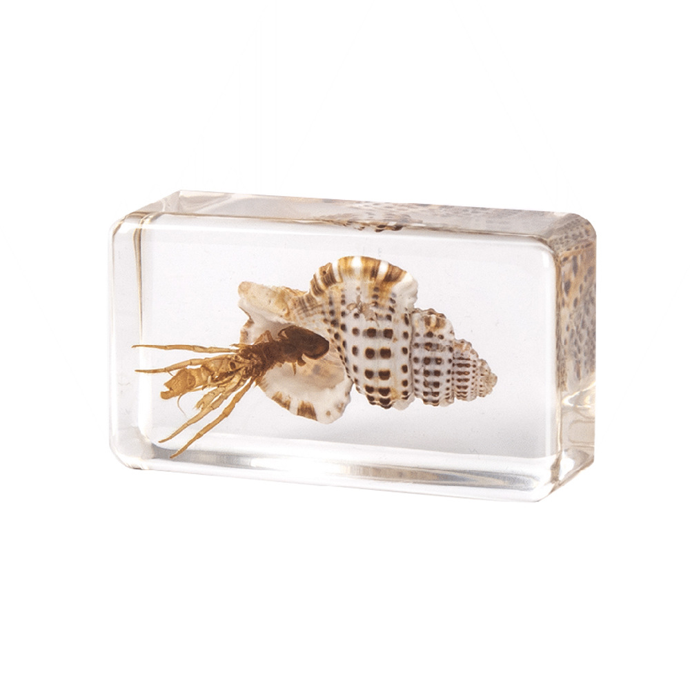6:7.3CM Medium Meizhu Winged Snail Hermit Crab