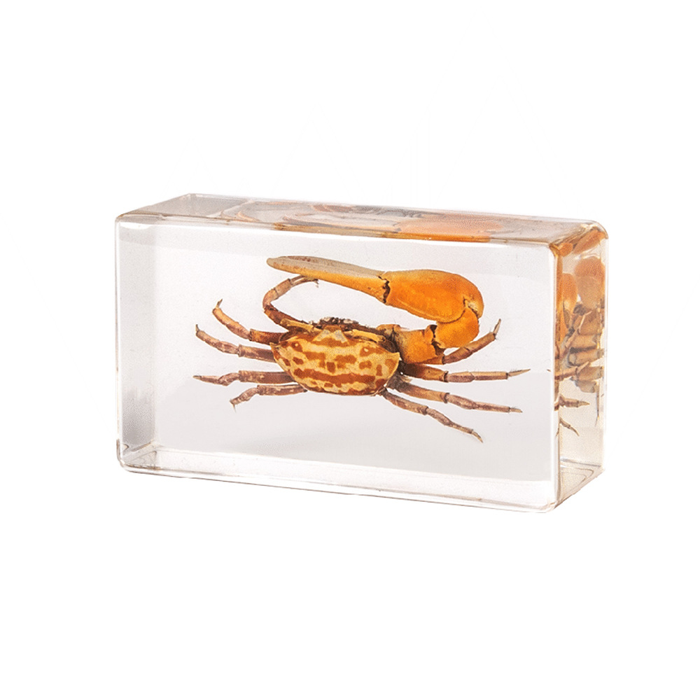 7:7.3CM Medium Licai Chaodian Crab
