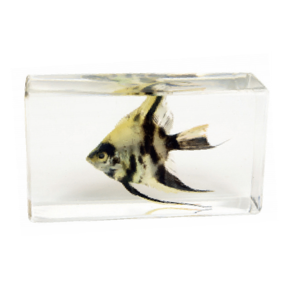 8:7.3CM medium angelfish