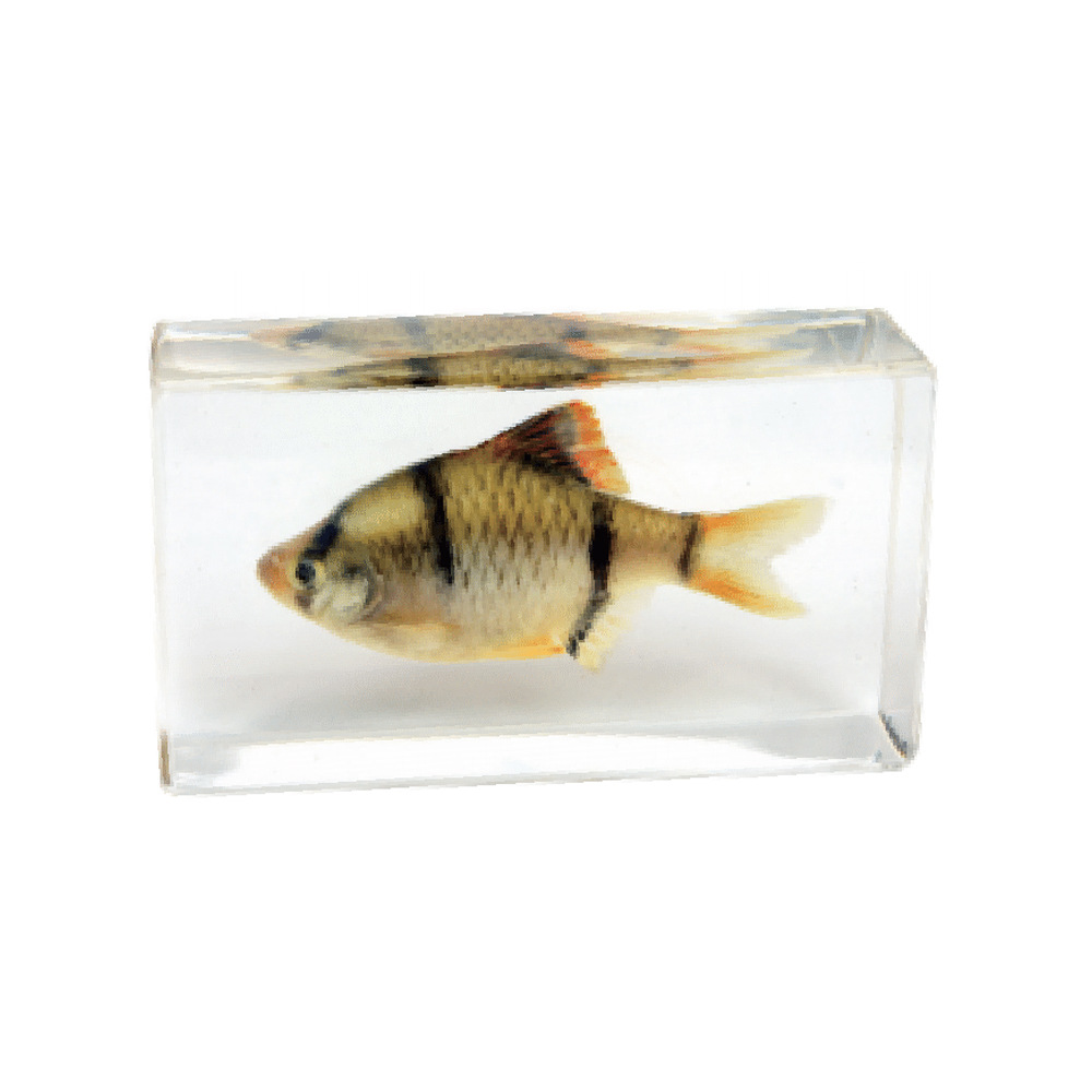 9:7.3CM medium tiger skin fish