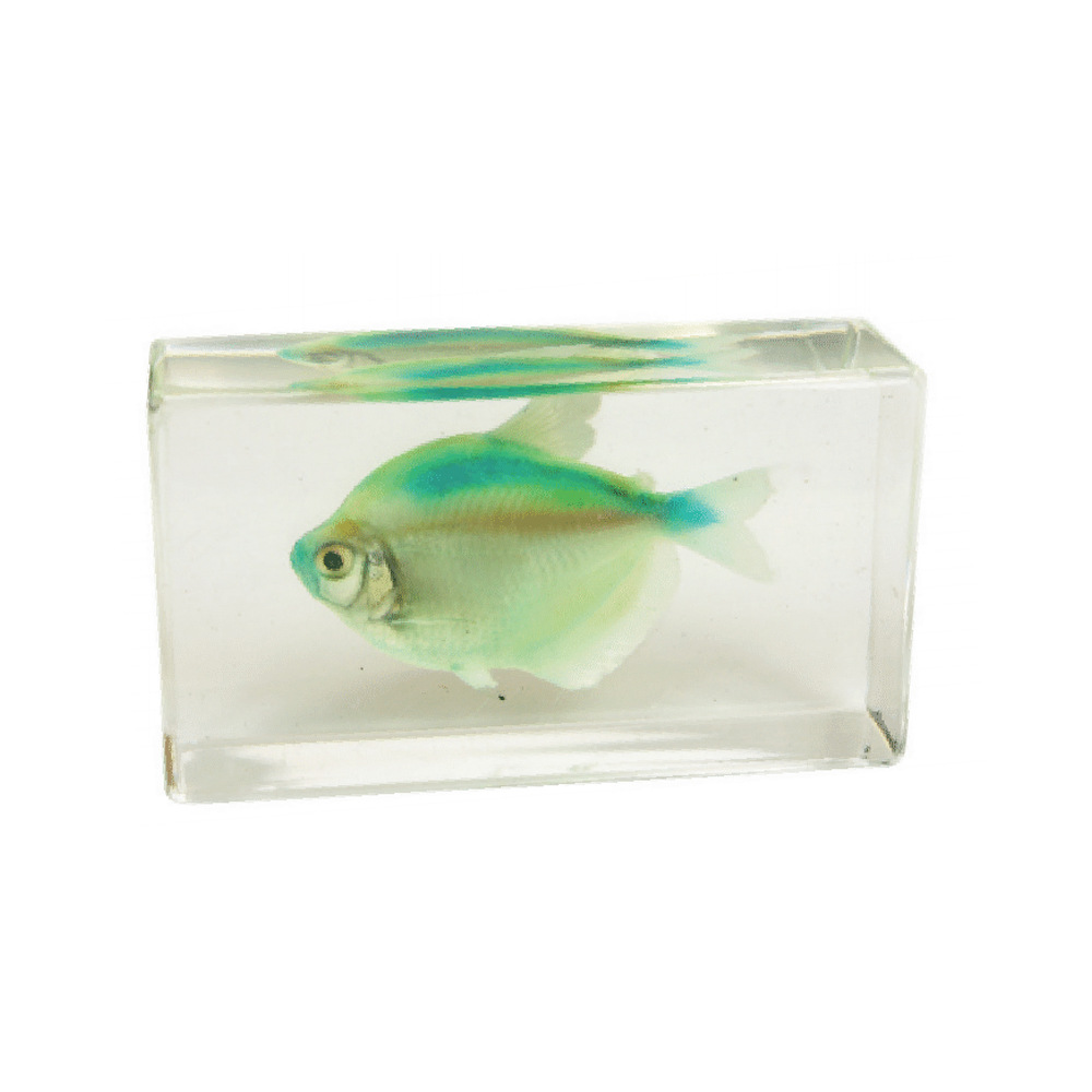 10:7.3CM medium blue fish