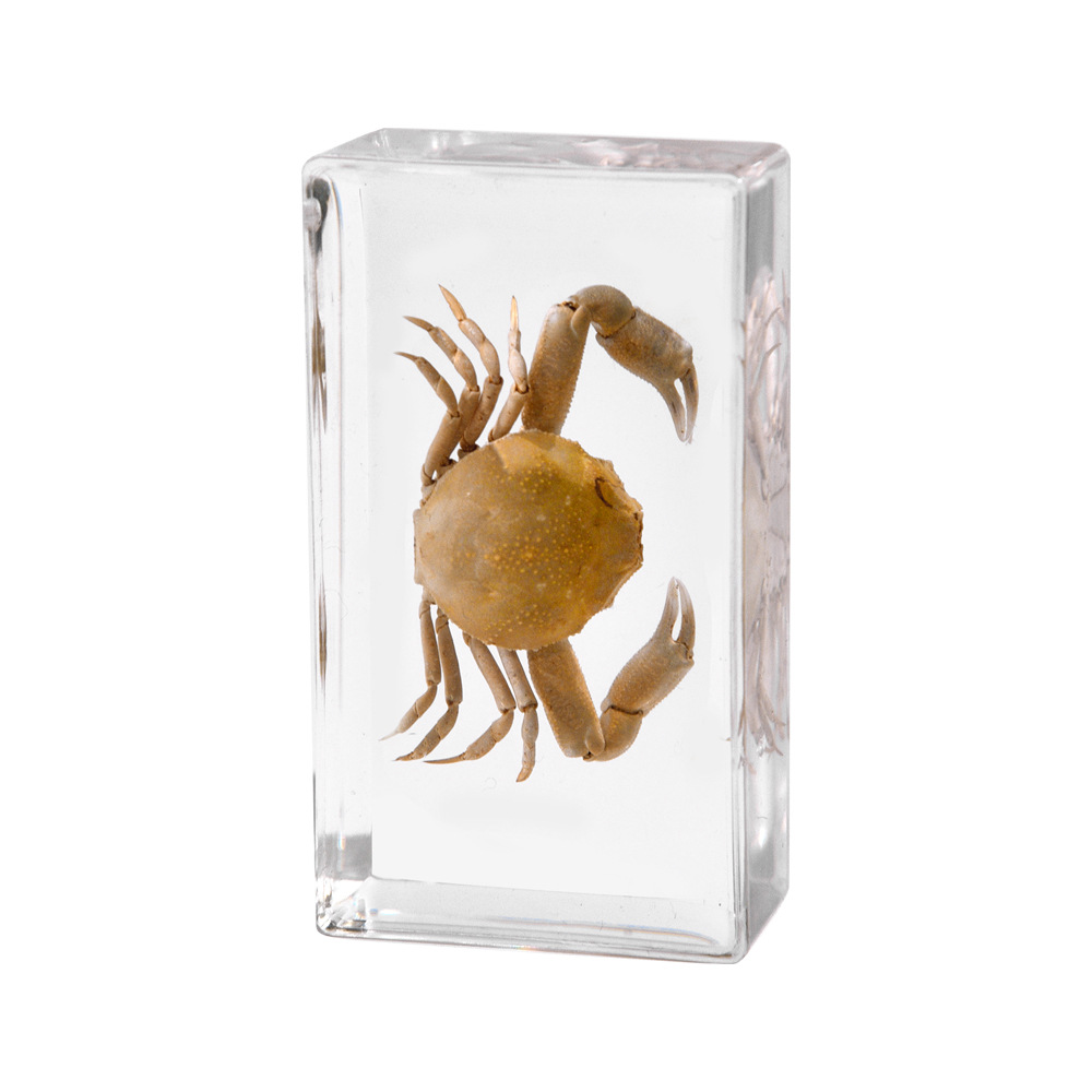 11:7.3CM Medium Stone Crab