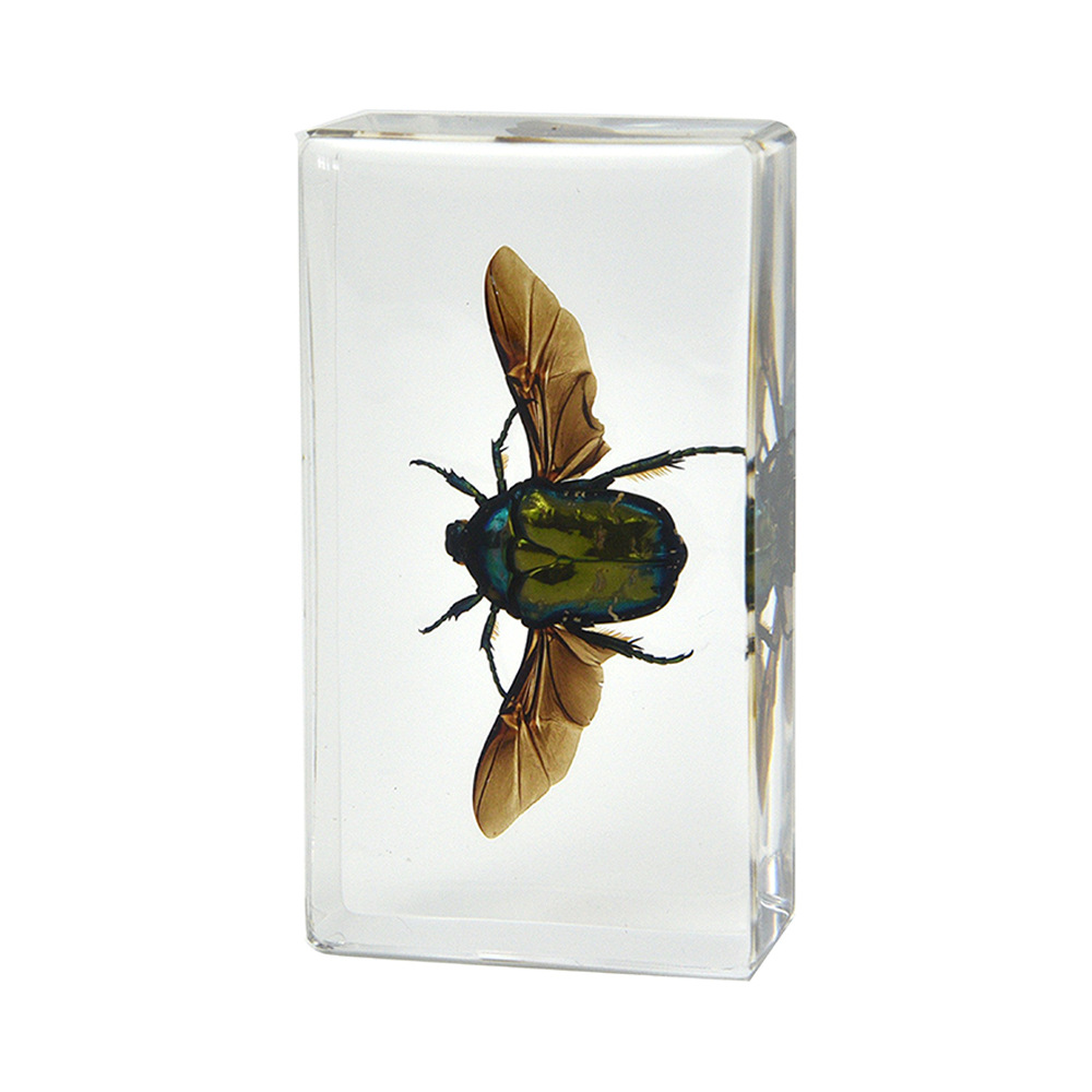 15:7.3CM medium white star flower tortoise (wings)