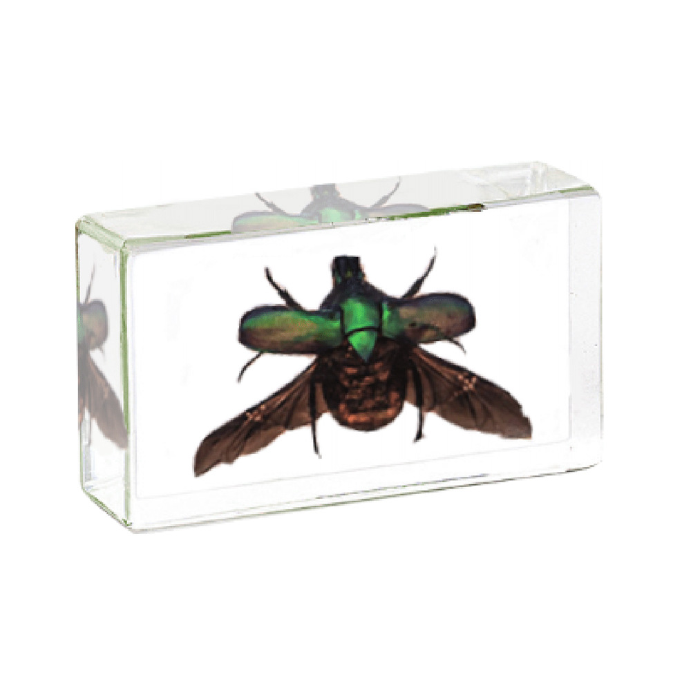 16:7.3CM medium hook emerald wings