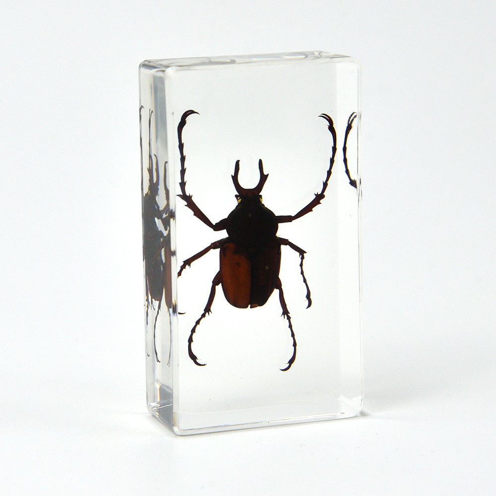 17:7.3CM medium broadband antler flower tortoise