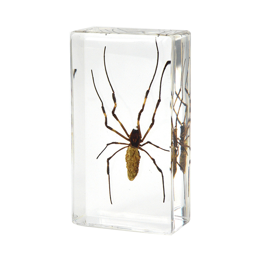 18:7.3CM medium stick bride spider