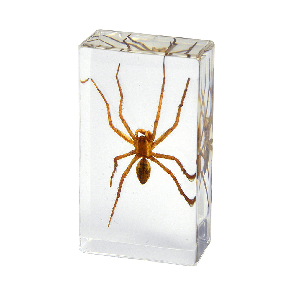 19:7.3CM medium cunning spider