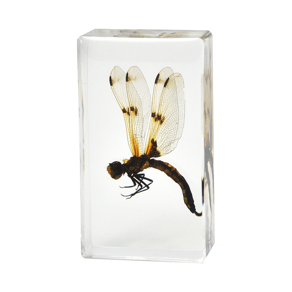 20:7.3CM Medium Dragonfly