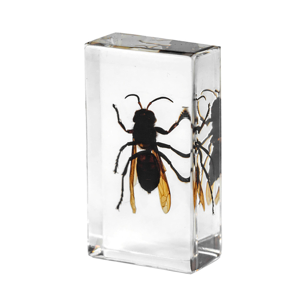 24:7.3CM medium wasp