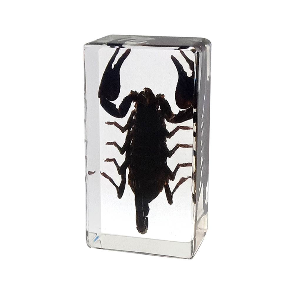 26:7.3CM Medium Black Scorpion
