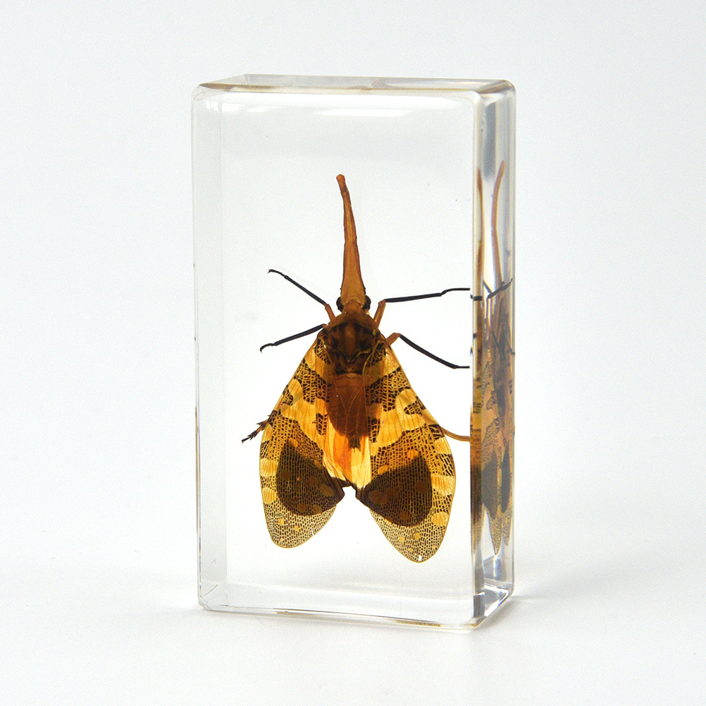 27:7.3CM Medium Longan Chicken