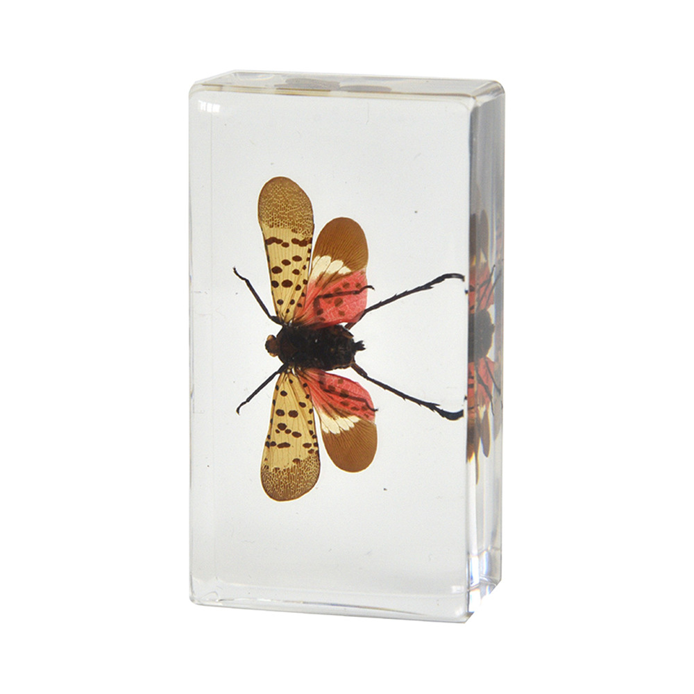 28:7.3CM Medium Stickled Wax Cicada Spreadings