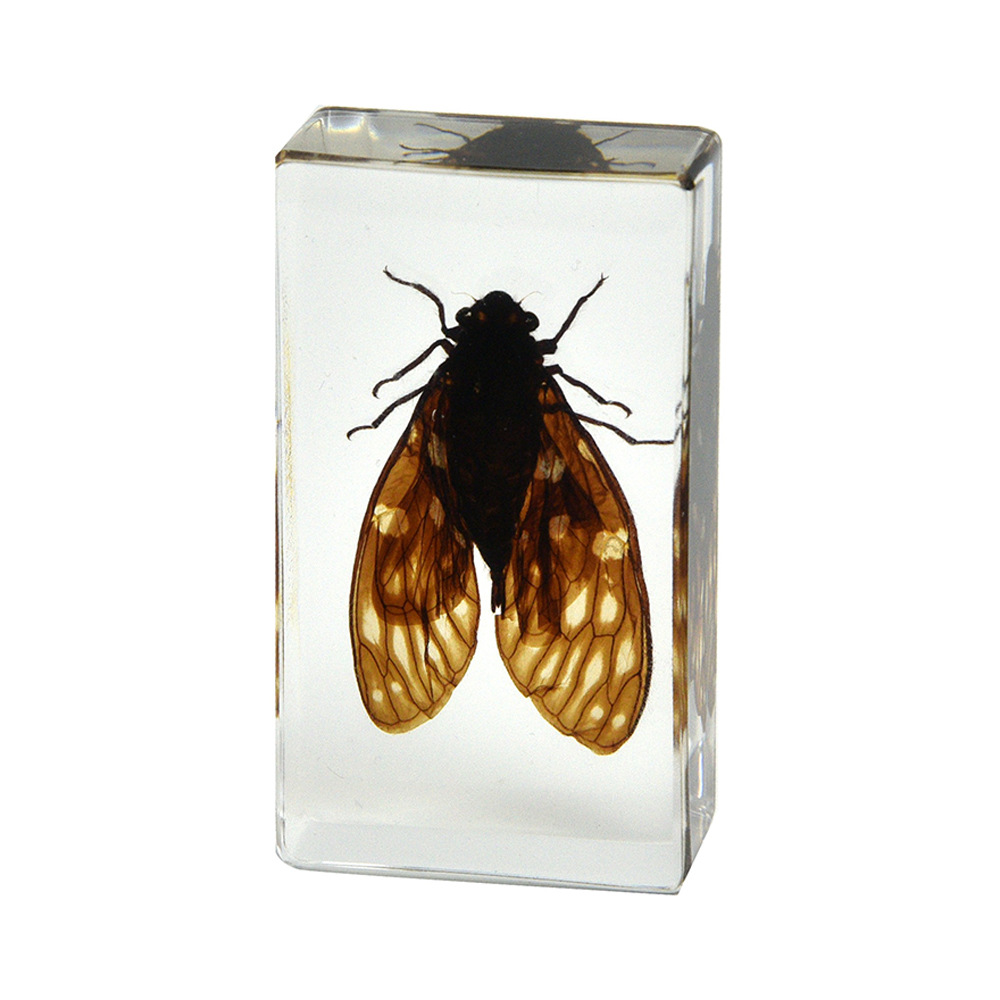 29:7.3CM Medium Flower Cicada